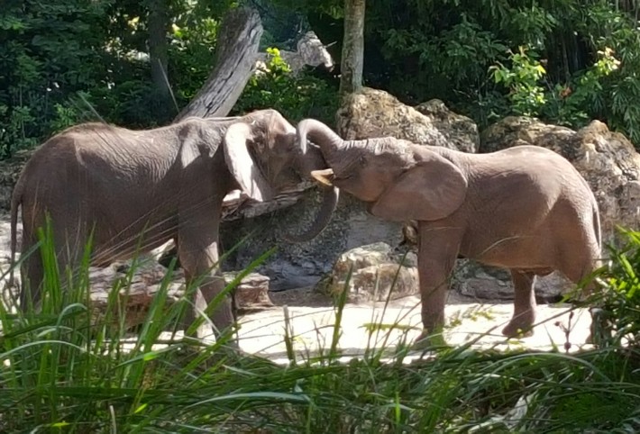 Disney's Animal Kingdom Elephants