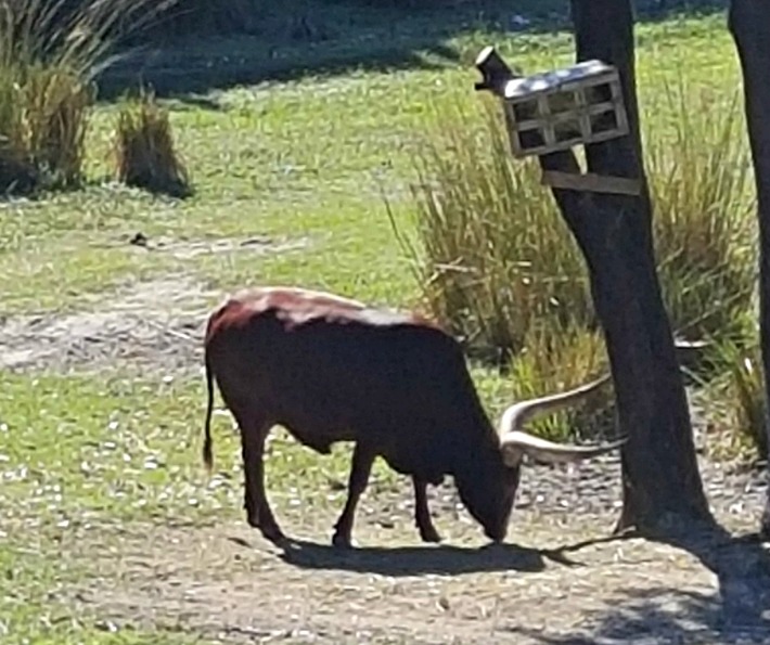 Disney's Animal Kingdom Lodge Ankole Cattle