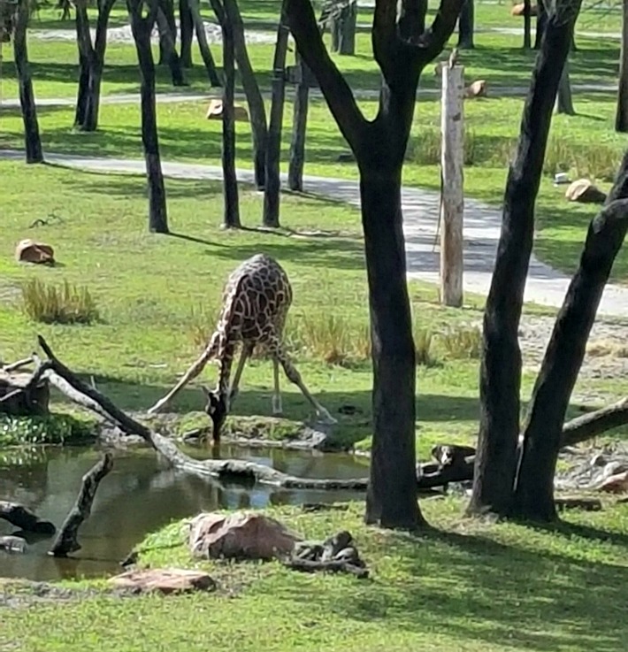 Disney's Animal Kingdom Lodge Bending Giraffe