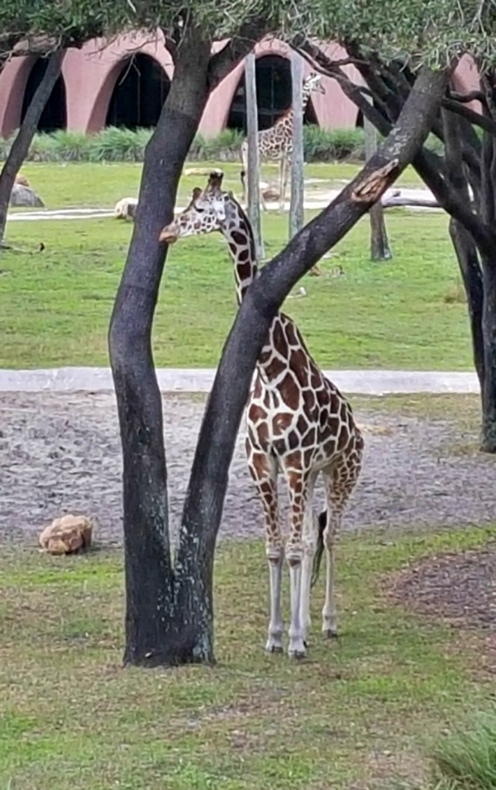 Disney's Animal Kingdom Lodge Giraffe Posing