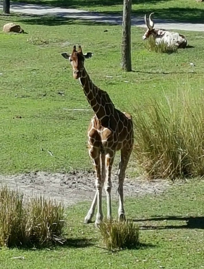 Disney's Animal Kingdom Lodge Giraffe