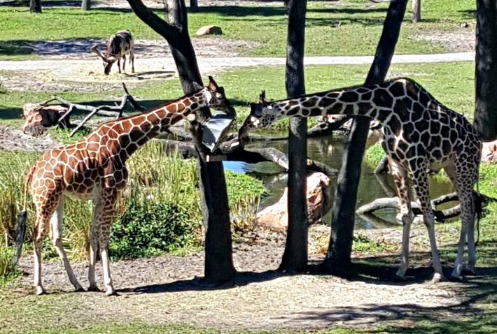 Disney's Animal Kingdom Lodge Giraffes Eating