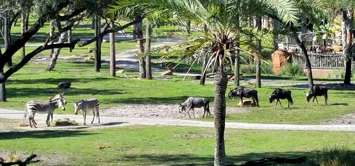 Disney's Animal Kingdom Lodge Kudu Trail
