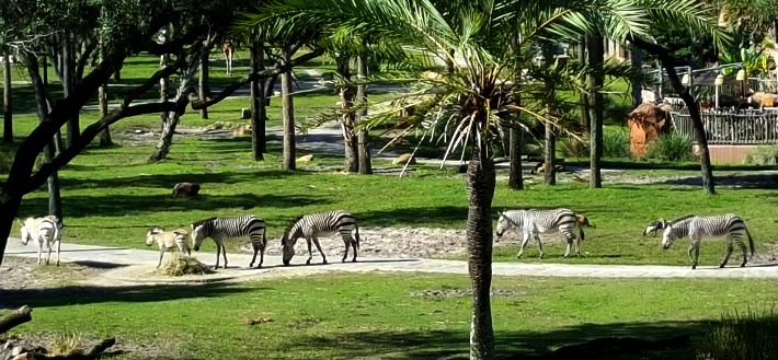 Disney's Animal Kingdom Lodge Zebras