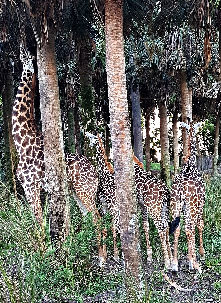 Disney's Animal Kingdom Giraffes
